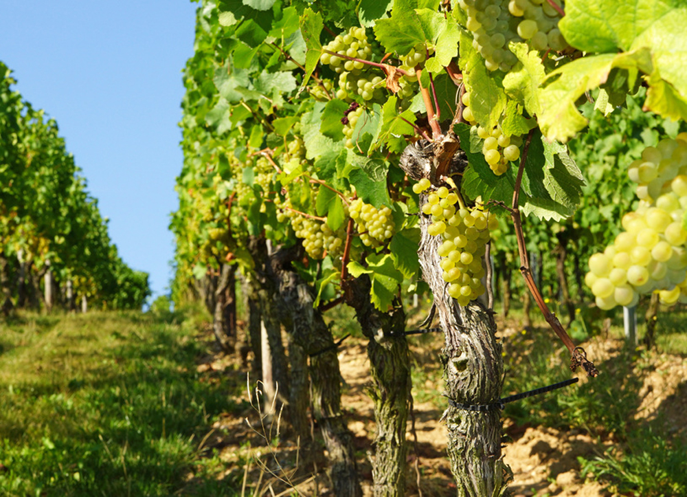 Grappe de raison sur sa vigne