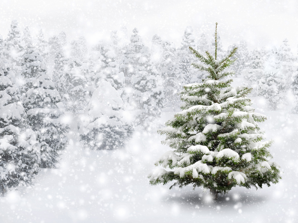 Sapins de Noël sous la neige