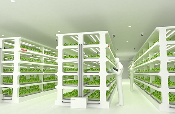 Les plans de l'usine à salades de Toshiba