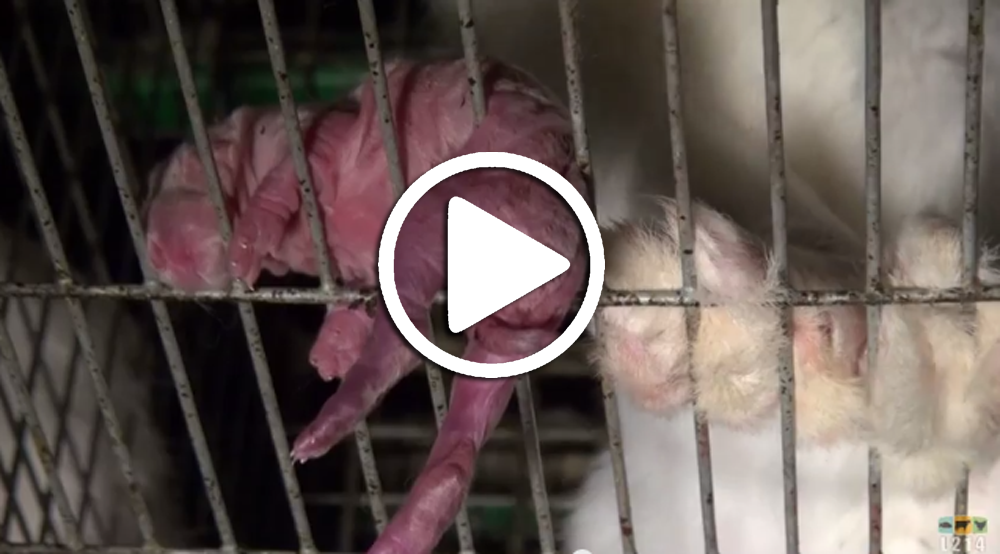 lapereau d'élevage suspendu à travers les barreaux d'une cage