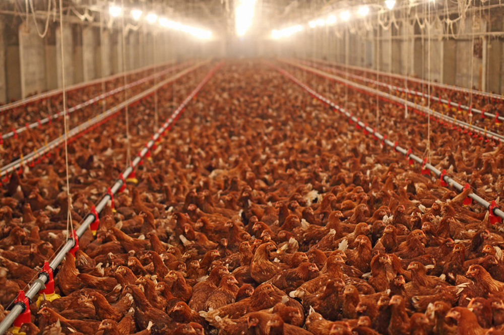 13666 productivisme_et_gigantisme_decouvrez_la_ferme_des_250000_poules_de_doullens