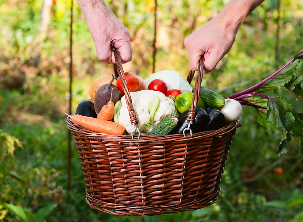 panier de légumes bio