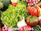 Top 5 des légumes les plus bios de cet automne