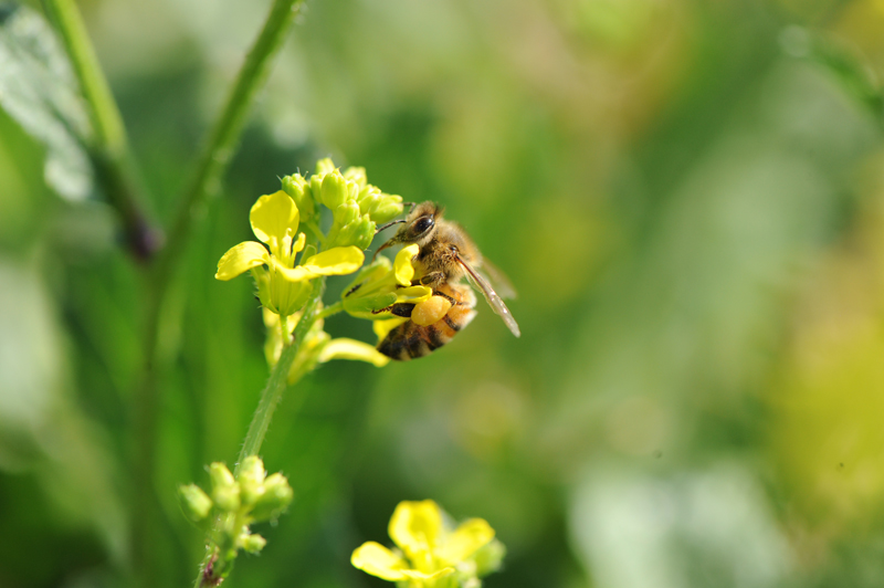 Ruches urbaines : la fable des abeilles