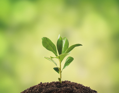 Decouverte Les Plantes Sont Intelligentes Bio A La Une
