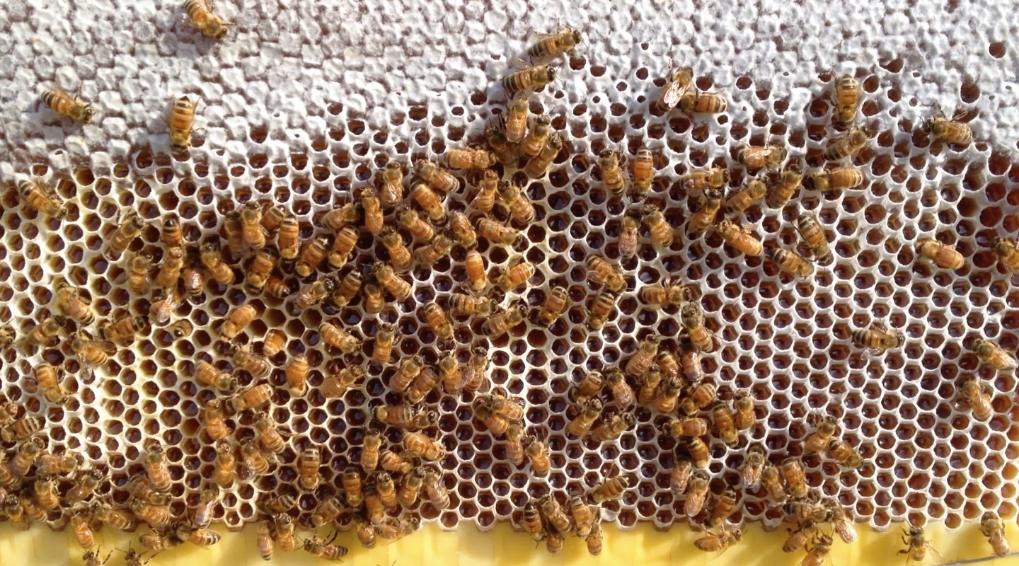 Ruche en Bois Naturel pour Abeilles Ruche À Flux Automatique Miel Ruche À  Flux Automatique Cadre en Nid d'abeille À Flux Automatique - Facile À