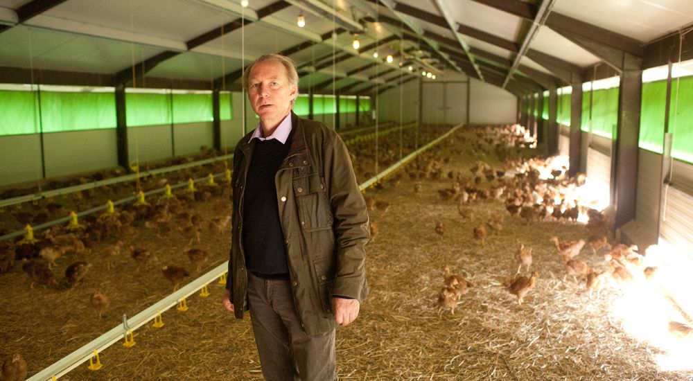 Poulet Bio Tout Savoir De Lélevage à Labattage Bio à La Une