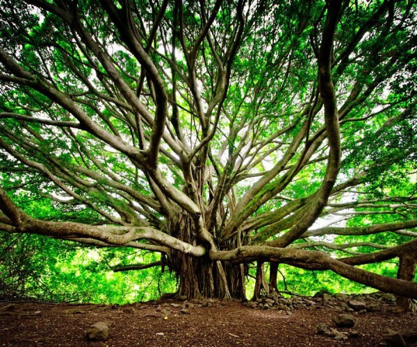 Les 10 plus beaux arbres du monde - Nortene