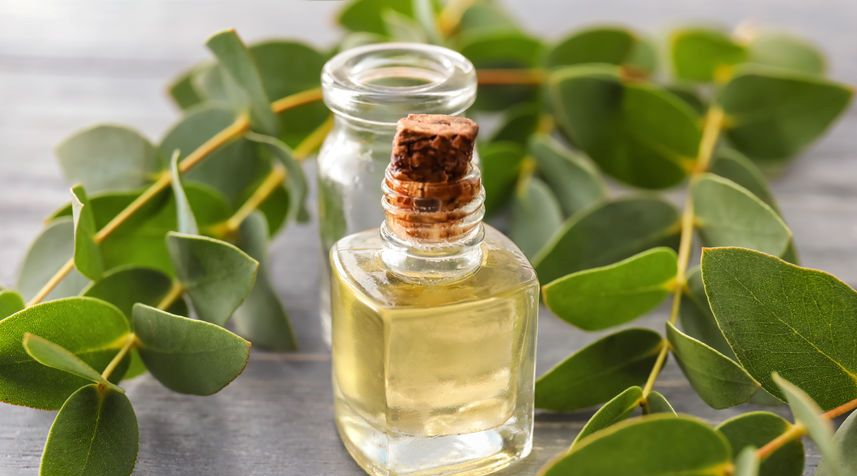 Huile essentielle d'eucalyptus : tous ses bienfaits