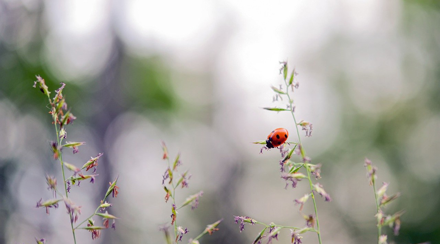 insectes jardin