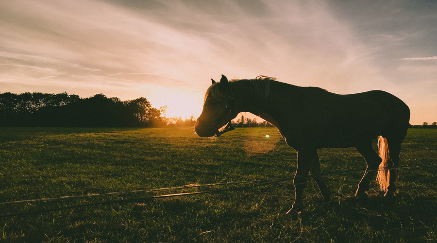 cheval, pré, lumière