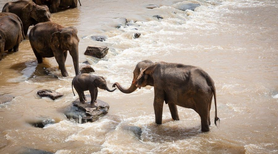 éléphants, savane