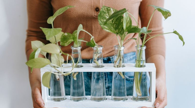 Hydroculture - Faire pousser des plantes sans terre