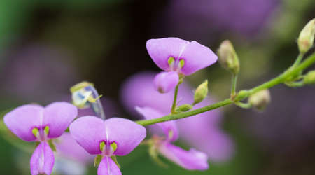 desmodium