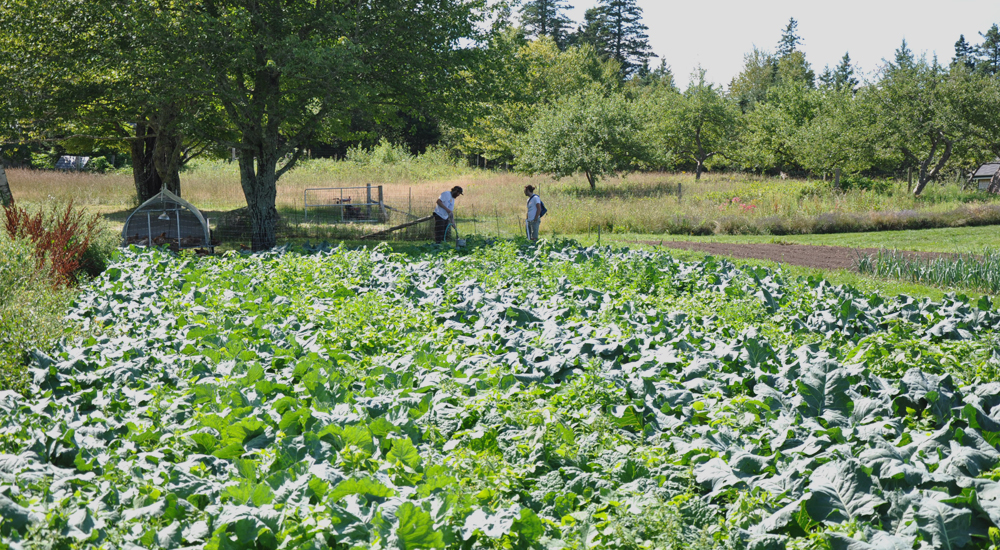 Champ de salades biologiques et agriculteurs