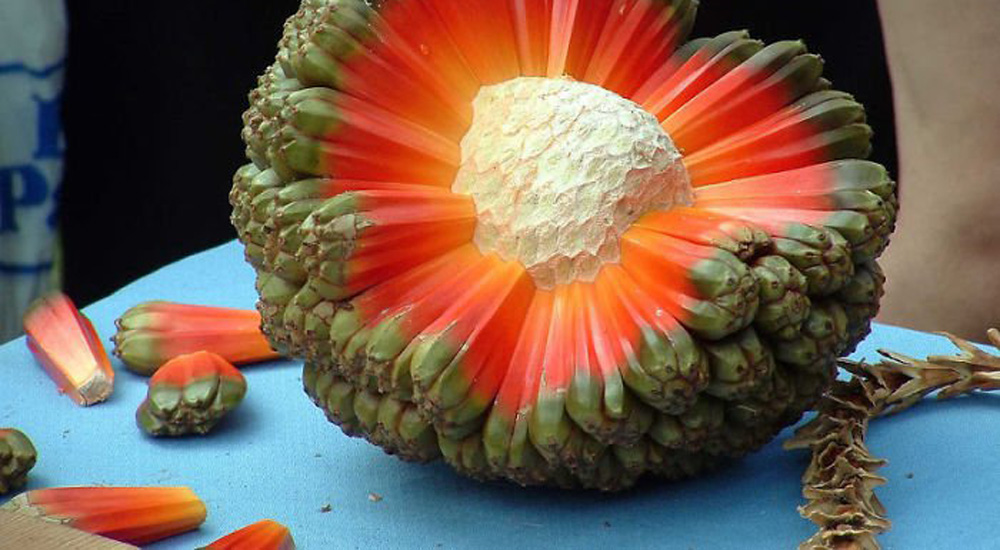 20 fruits surprenants dont vous n’avez jamais entendu parler