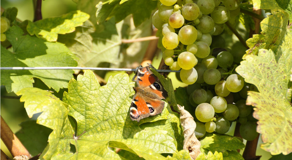 Papillon posé sur un pied de vigne