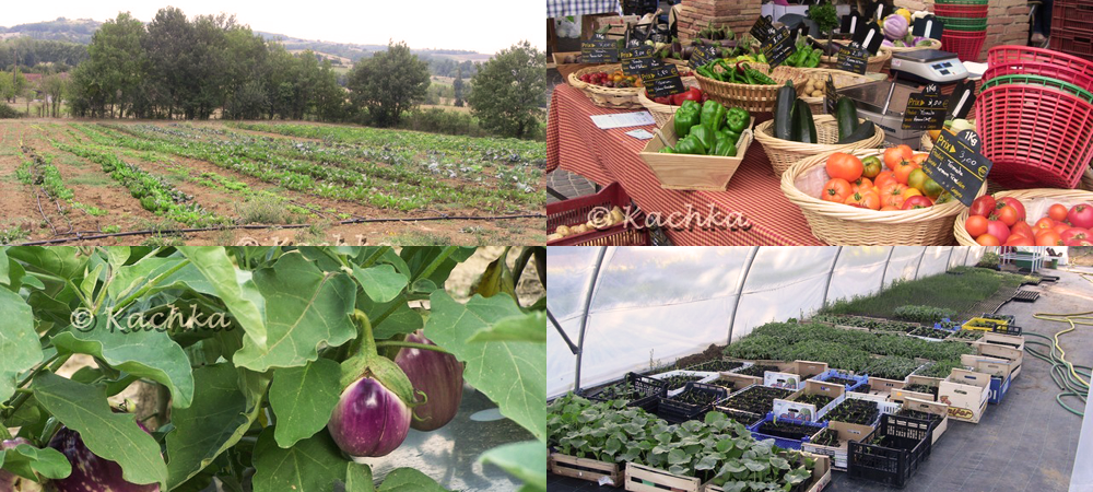 Les jardins du Tescou en image