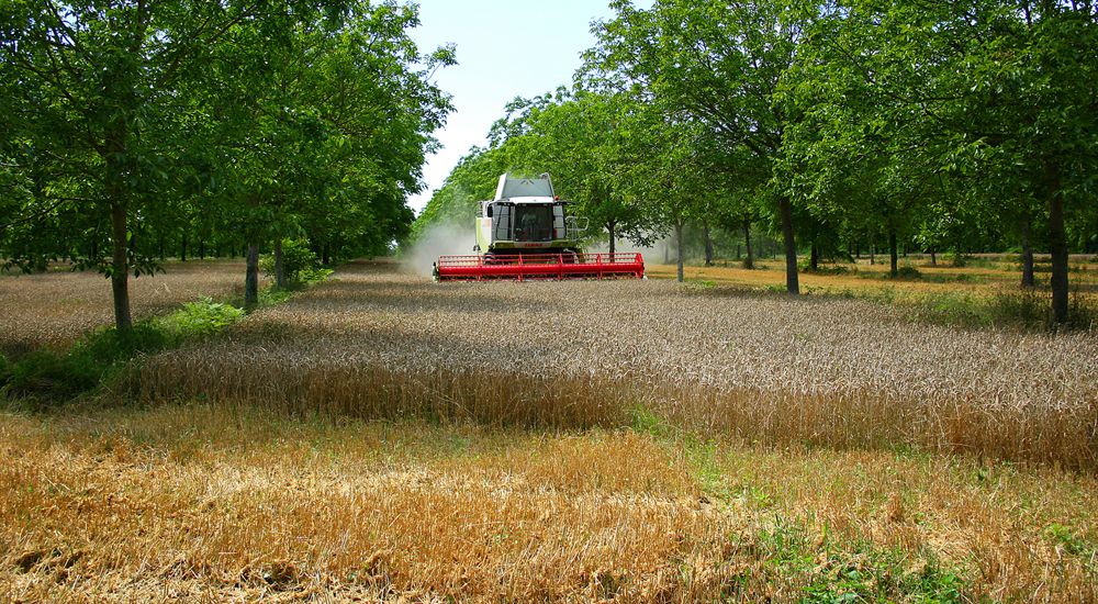 L’agroforesterie ou l’arbre paysan