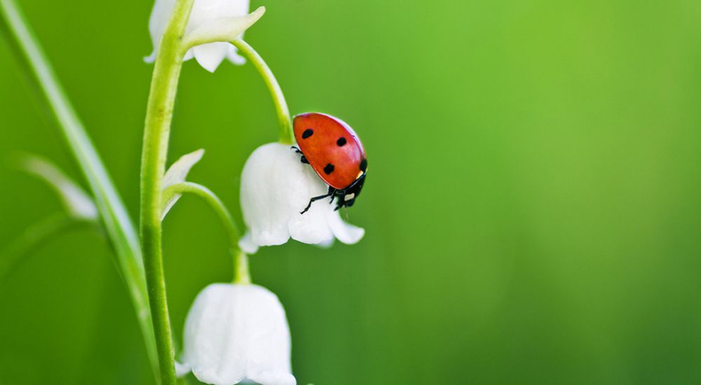 Coccinelle sur une fleur de muguet