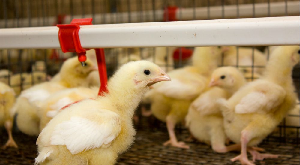 Poussins dans un poulailler