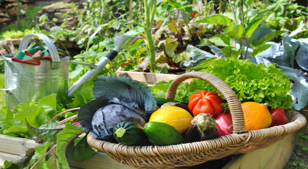 Panier de fruits et légumes