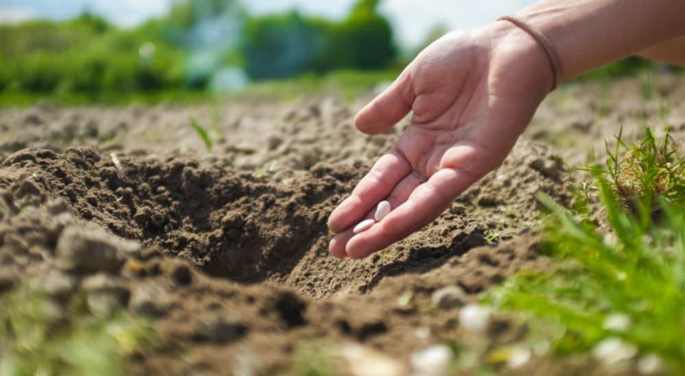 Femme plantant des semences dans la terre