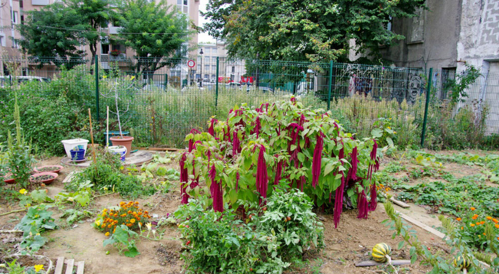 Jardin partagé du XIXe arrondissement de Paris