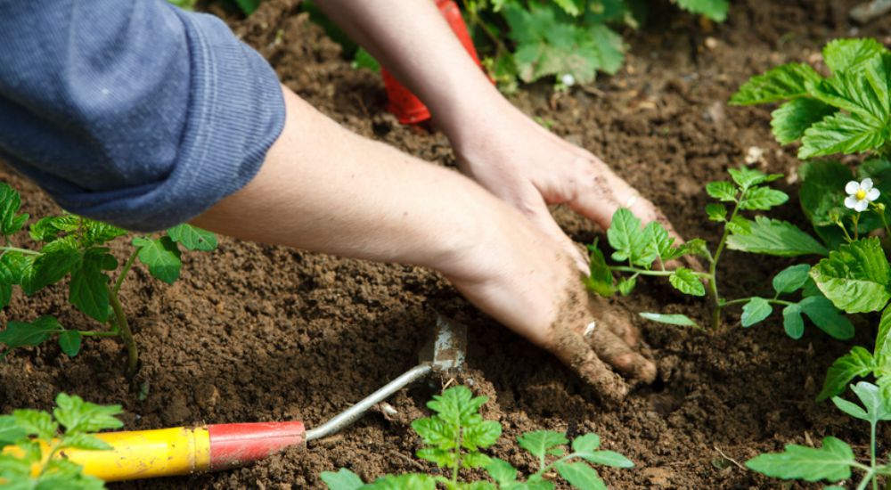 Plantation dans la terre