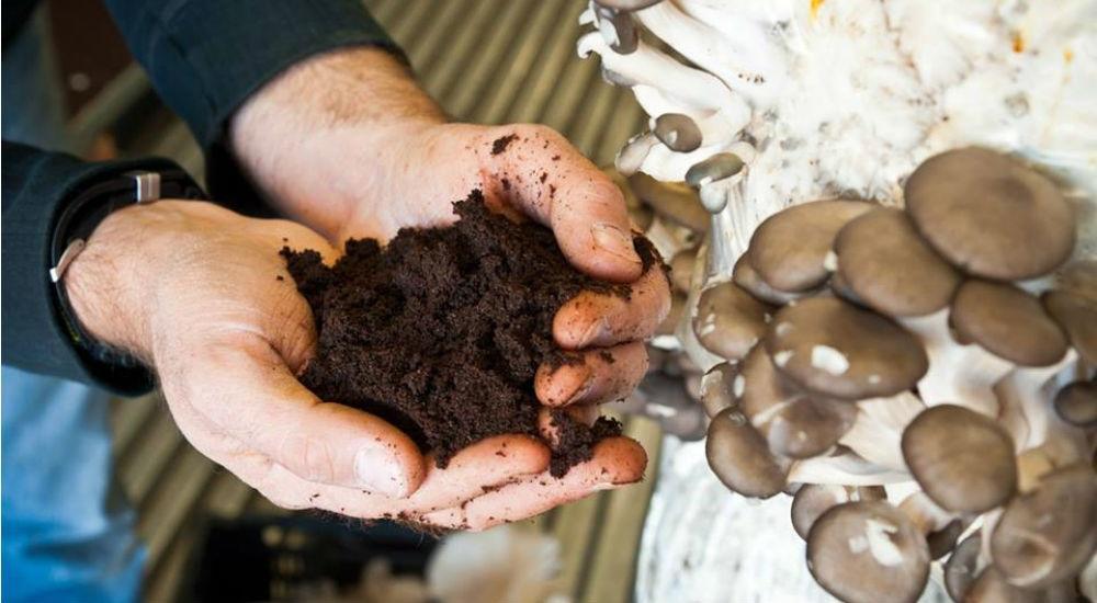 Comment faire pousser des champignons à la maison ?