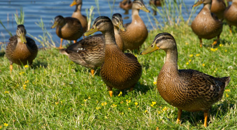 Groupe de canards en pleine nature