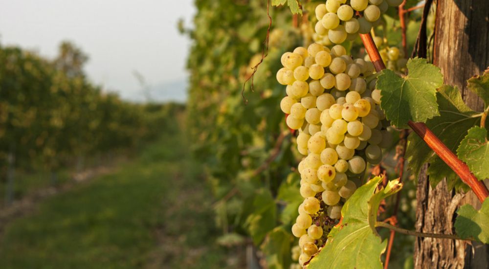 Grappe de raisin dans un champ de vignes