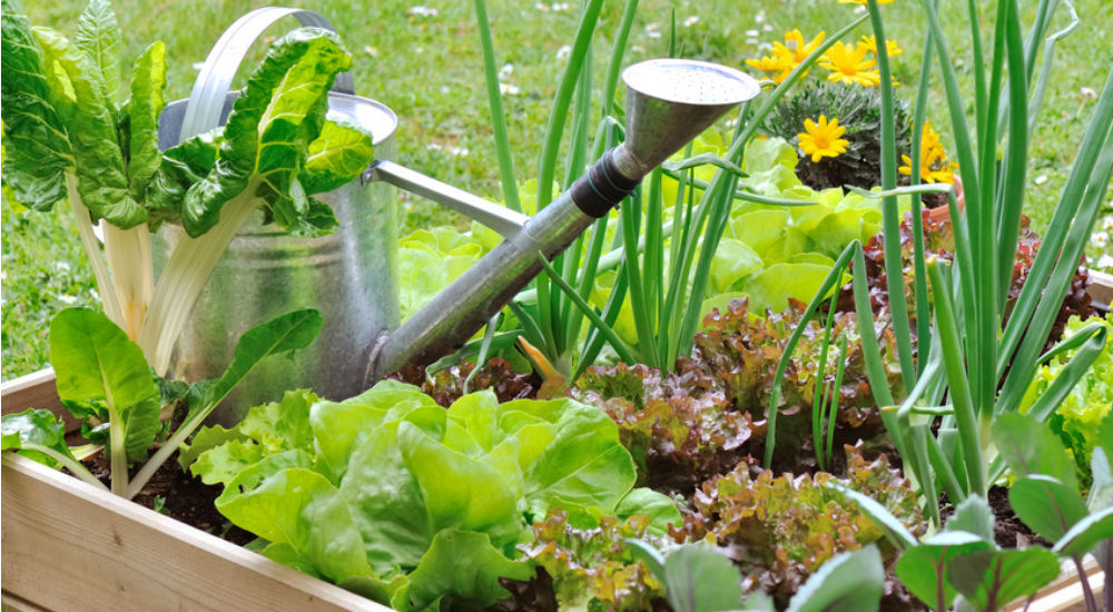 Bac potager et arrosoir en métal