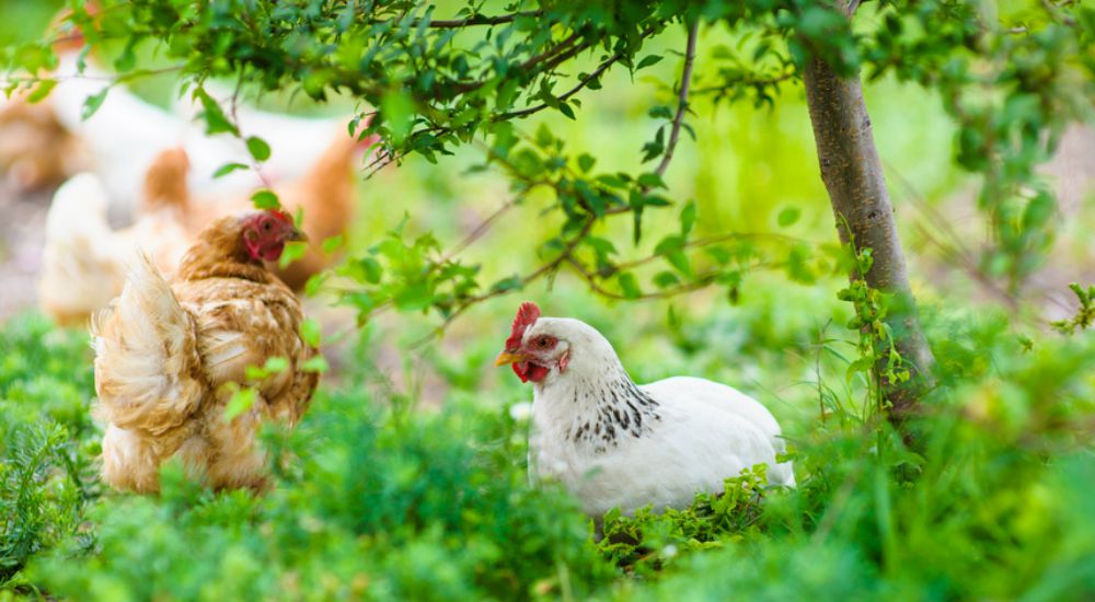 Poulets qui se baladent en pleine nature