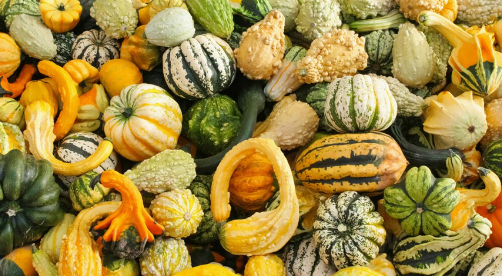 Différentes variétés de courges