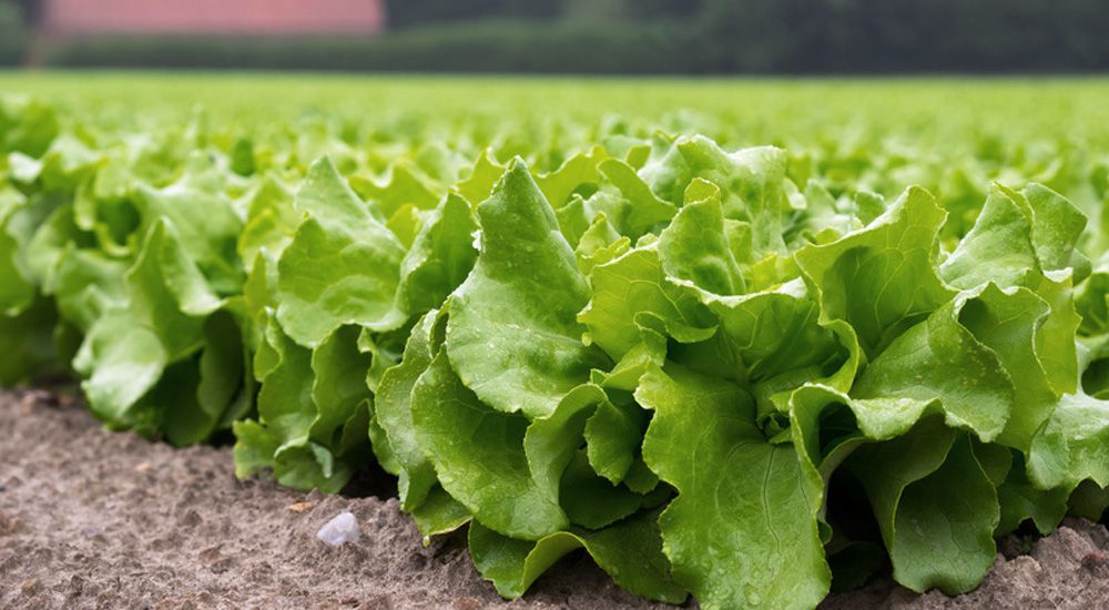 Champ de salades à la campagne