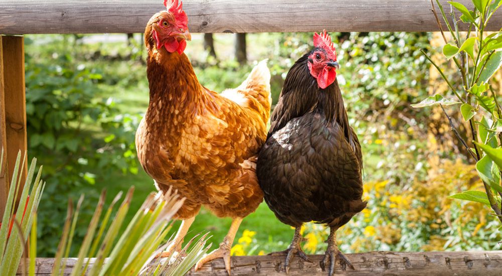 Deux poules à la ferme