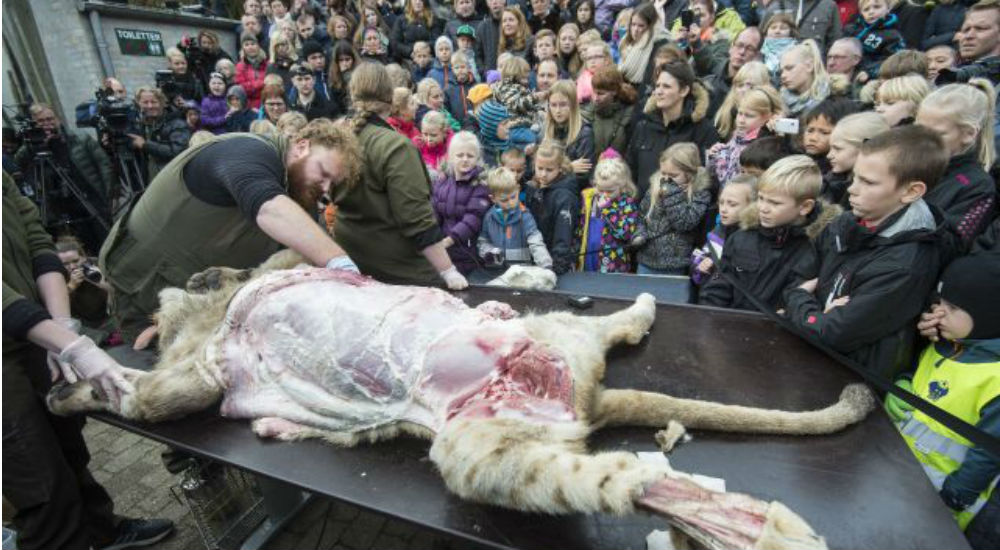 la dissection de la lionne au zoo d'Odense