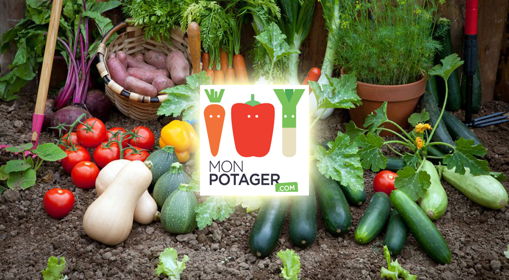Packshot de légumes du potager