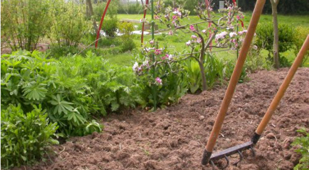 Grelinette plantée dans la terre