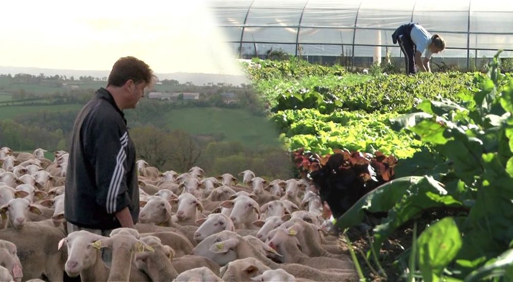 Plusieurs agriculteurs au travail dans leurs champs respectifs