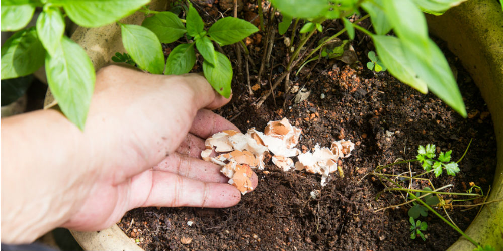 Des coquilles d'oeuf concassées pour nourrir les plantes