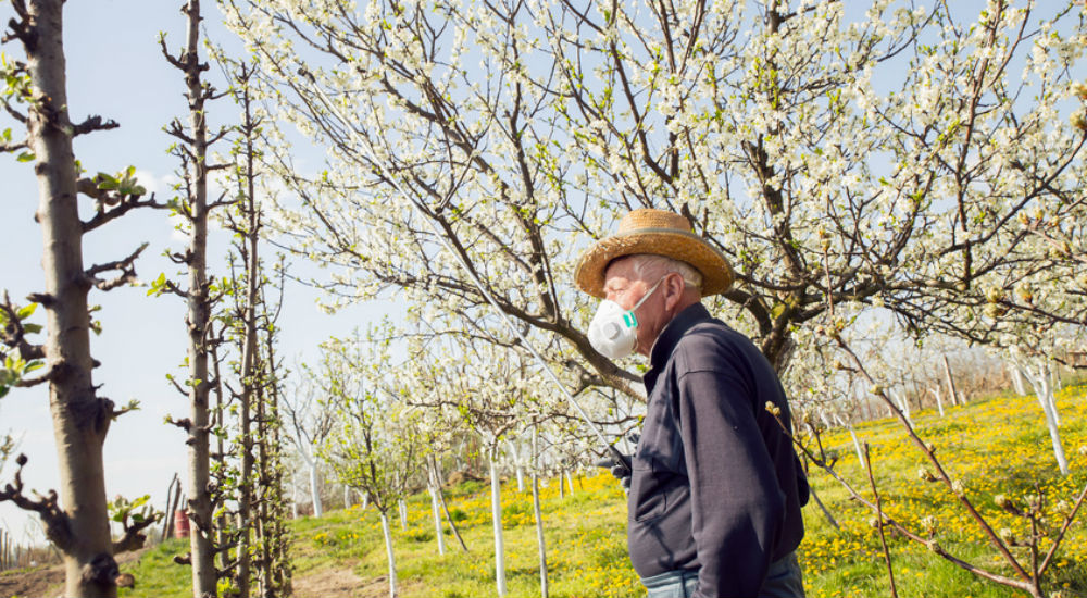 Personne marchant dans un verger