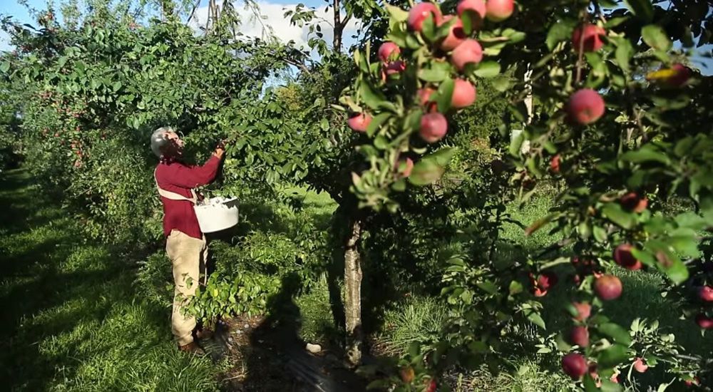 Un marâicher en permaculture, porte dans ses mains des courgettes de son jardin bio.