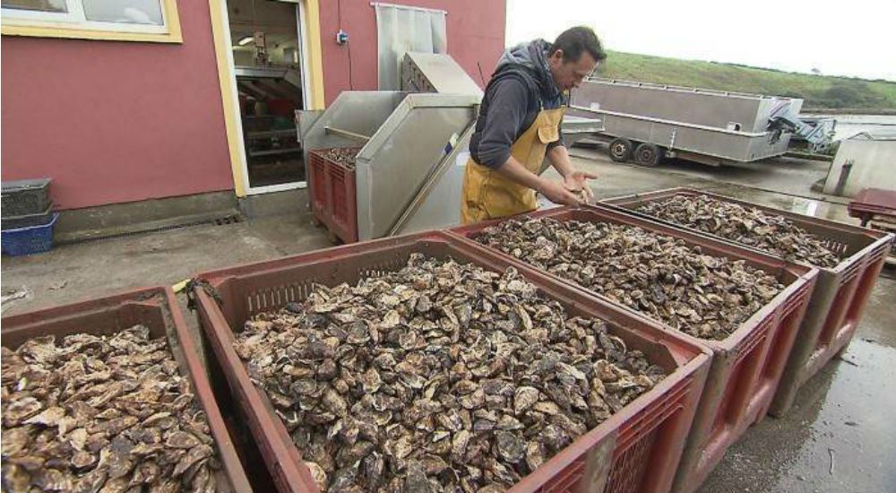 Un ostréiculteur devant ses bacs d'huîtres rouge