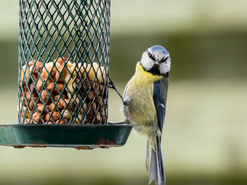 Alimentation et pâtée pour vos oiseaux du jardin
