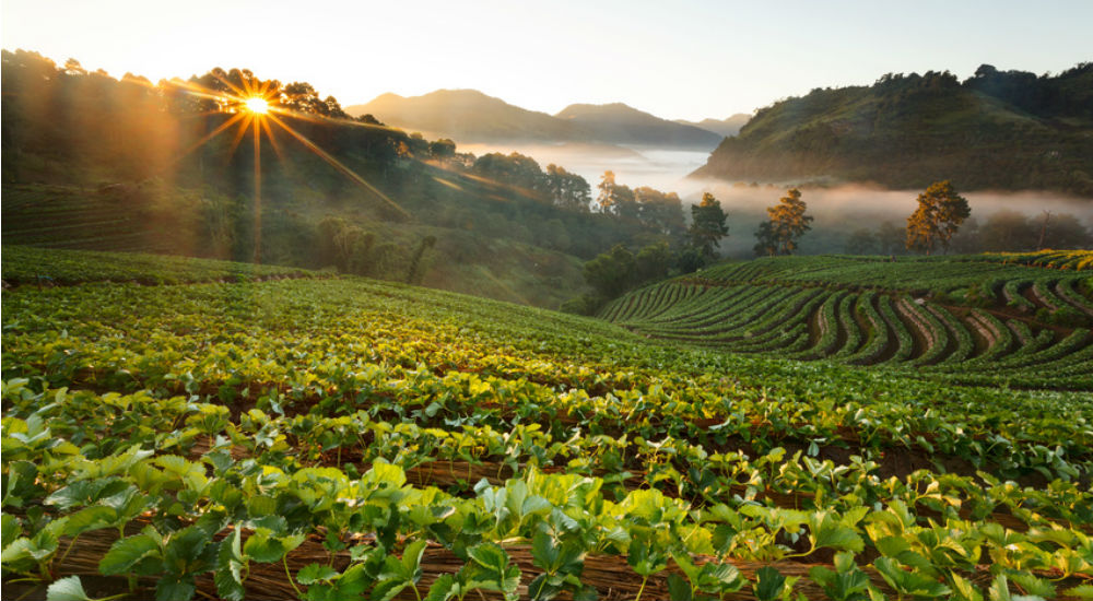 Champs cultivé et lever de soleil