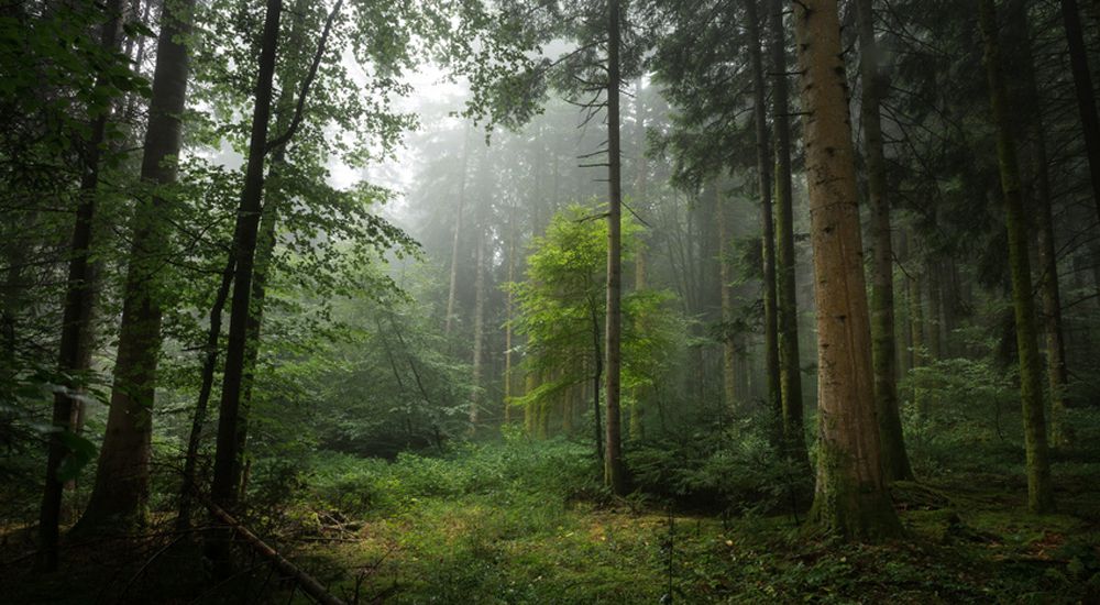 Brume dans un sous bois