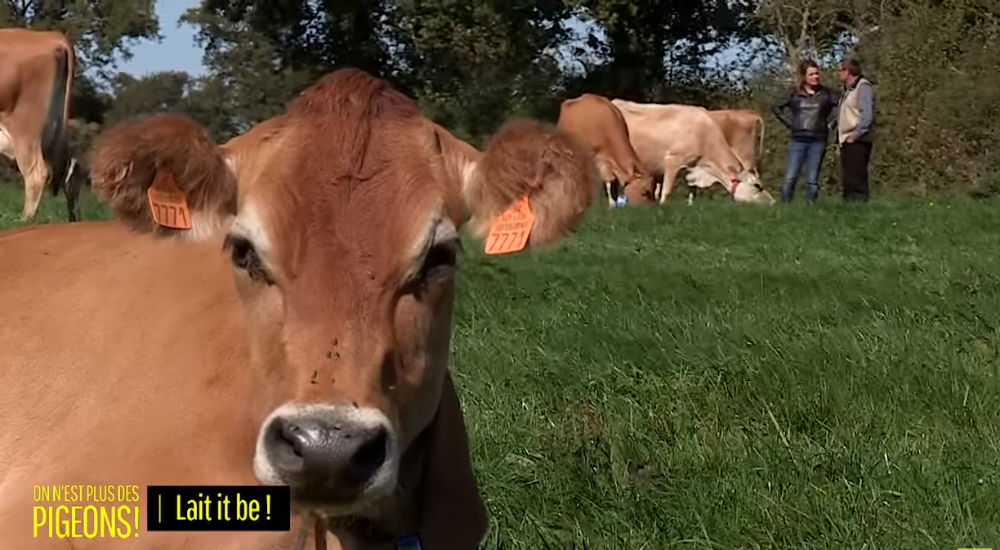 une vache dans un pré face à la caméra