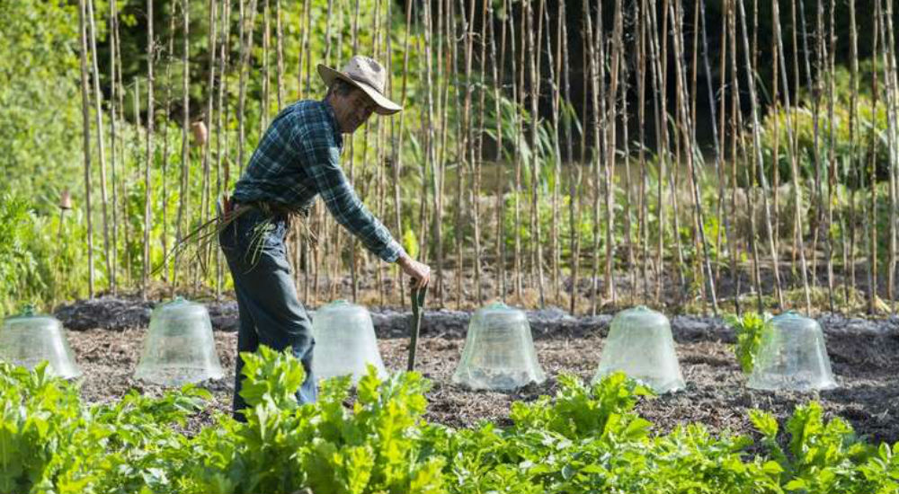 un jardiner jardine dans son potager bio